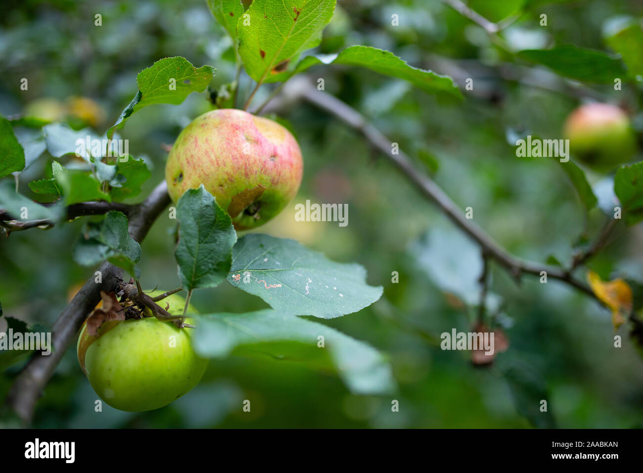 Ripening apples in the garden on the tree, autumn harvest Stock Photo ...
