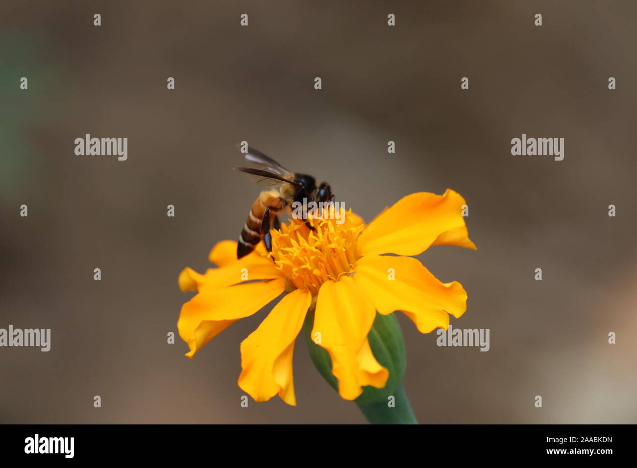 Bee on double orange marigold, genus Tagetes, or species Calendula officinalis brighten up the autumn garden Stock Photo