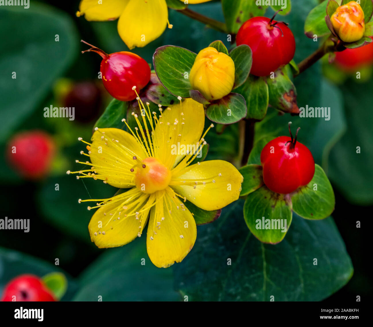 Colorful Saint John's Wort Pumpkin Yellow Flowers Red Berries Stock