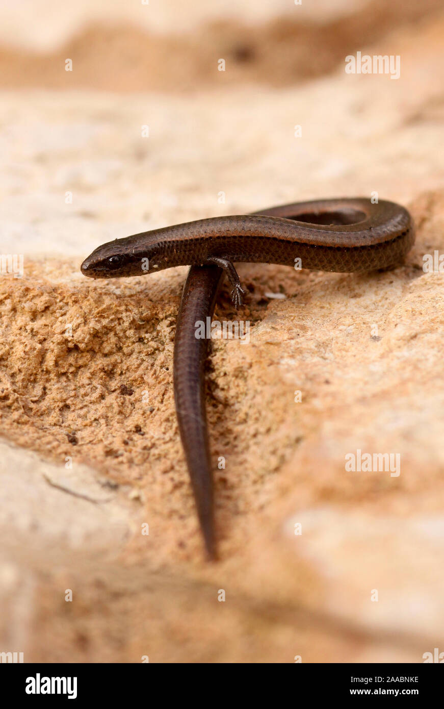 Ablepharus rueppellii, or Rüppell's Snake-eyed Skink is a species of skink found in the Middle East. Photographed in Israel Stock Photo