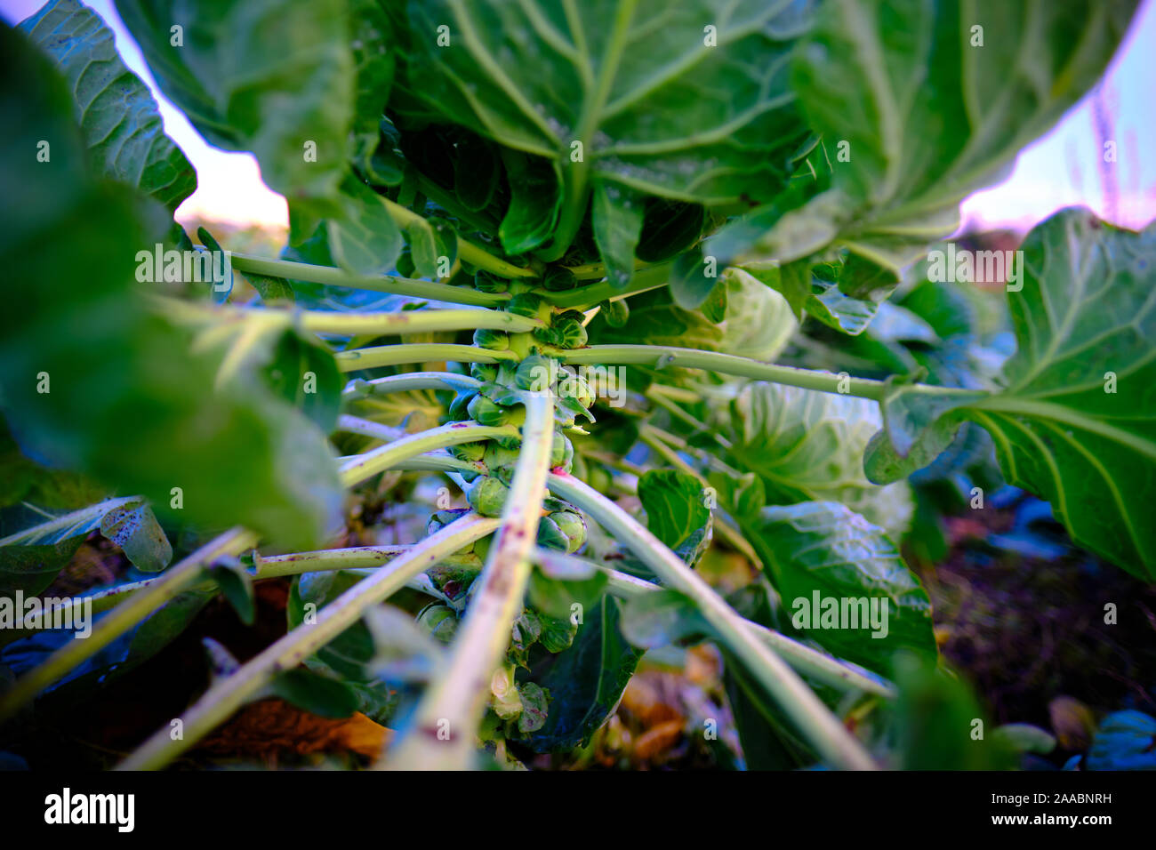 Close up of brussels sprouts plant in a non industrial, organic garden Stock Photo