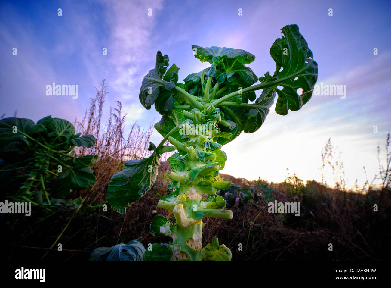 Partly harvested brussels sprouts plant in a non industrial, organic garden in fron of the blue sky Stock Photo