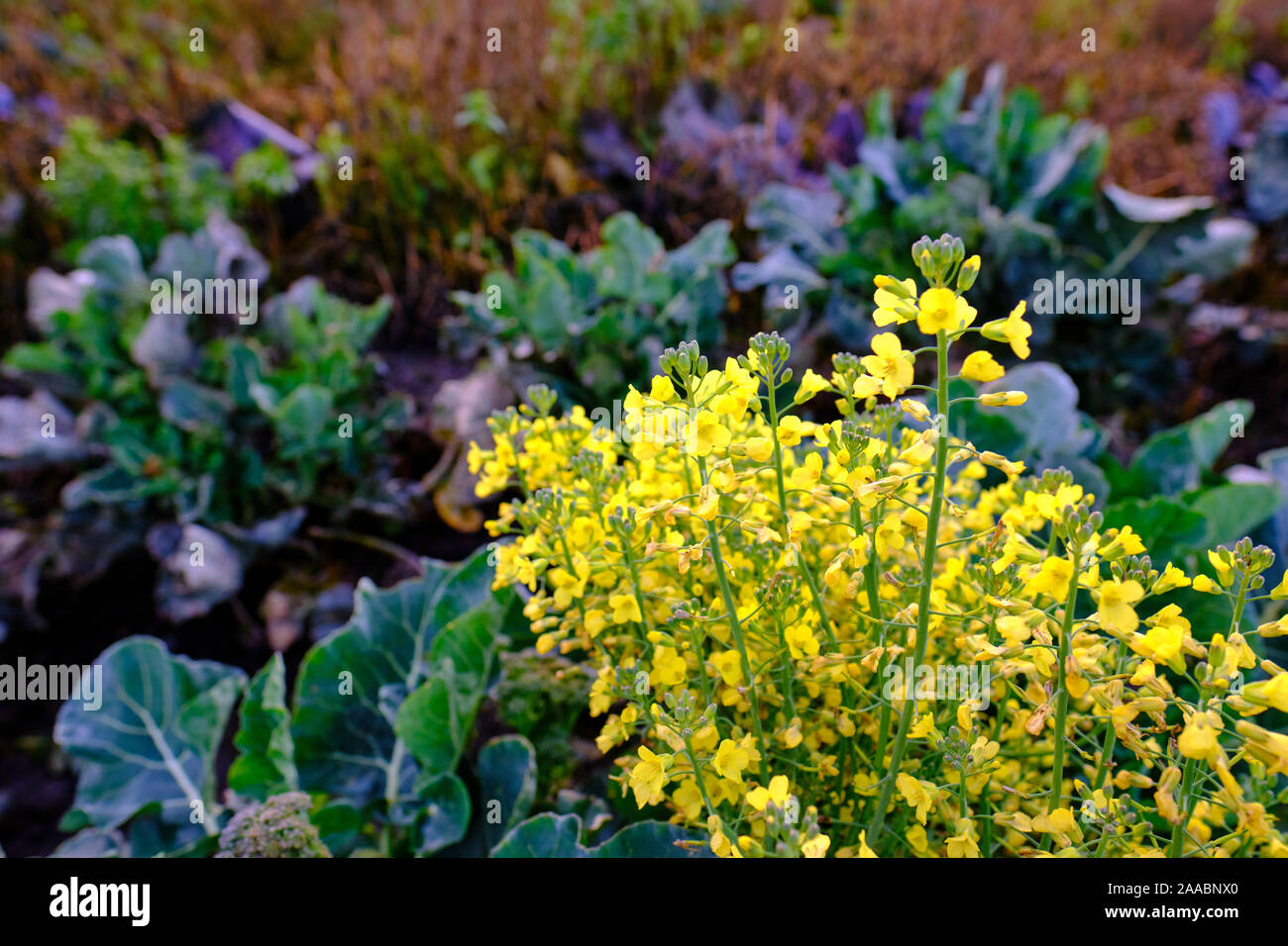 Rapeseed plant flowers in a non industrial, organic garden Stock Photo