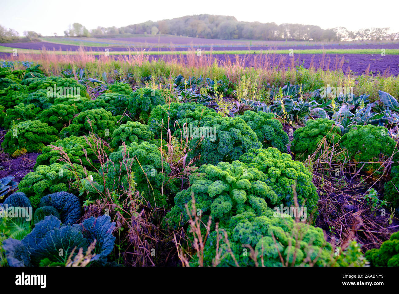 Kale plant in a non industrial, organic garden, in fron of a blurred nature background with colorful bokeh Stock Photo