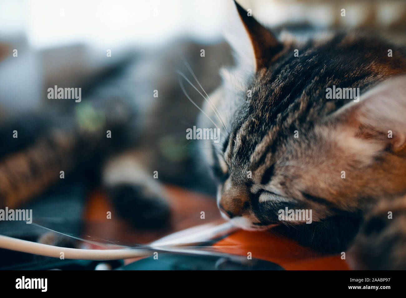 Close-up portrait of grey cat sleeping perfect dream Stock Photo - Alamy