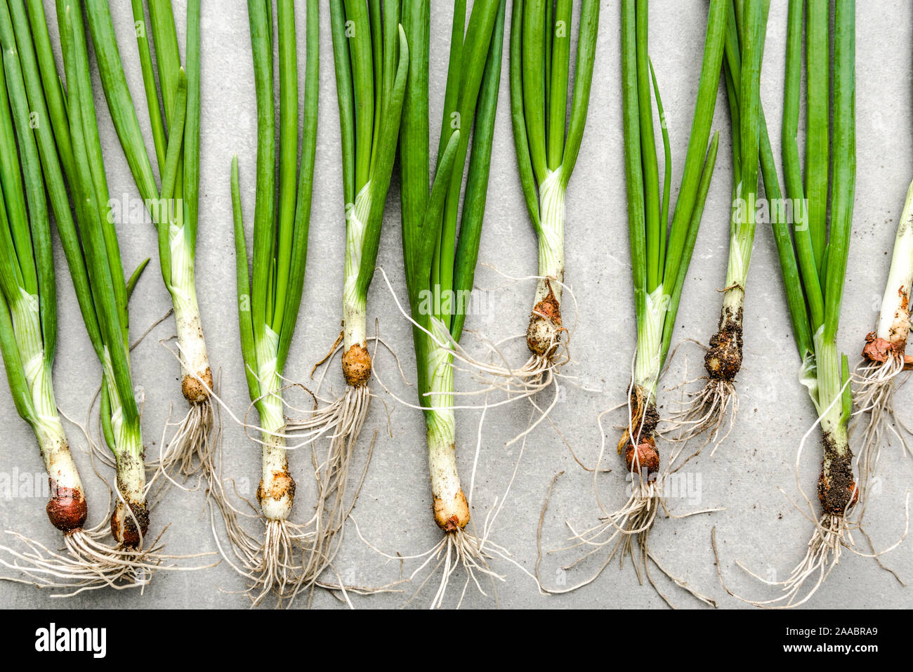 Farm fresh vegetables. Organic, freshly harvested green onion. Spring