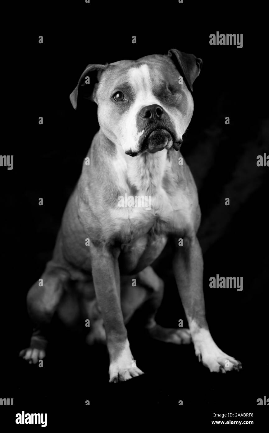 Black white photograph of an American Pit Bull Terrier, studio photo with black background Stock Photo