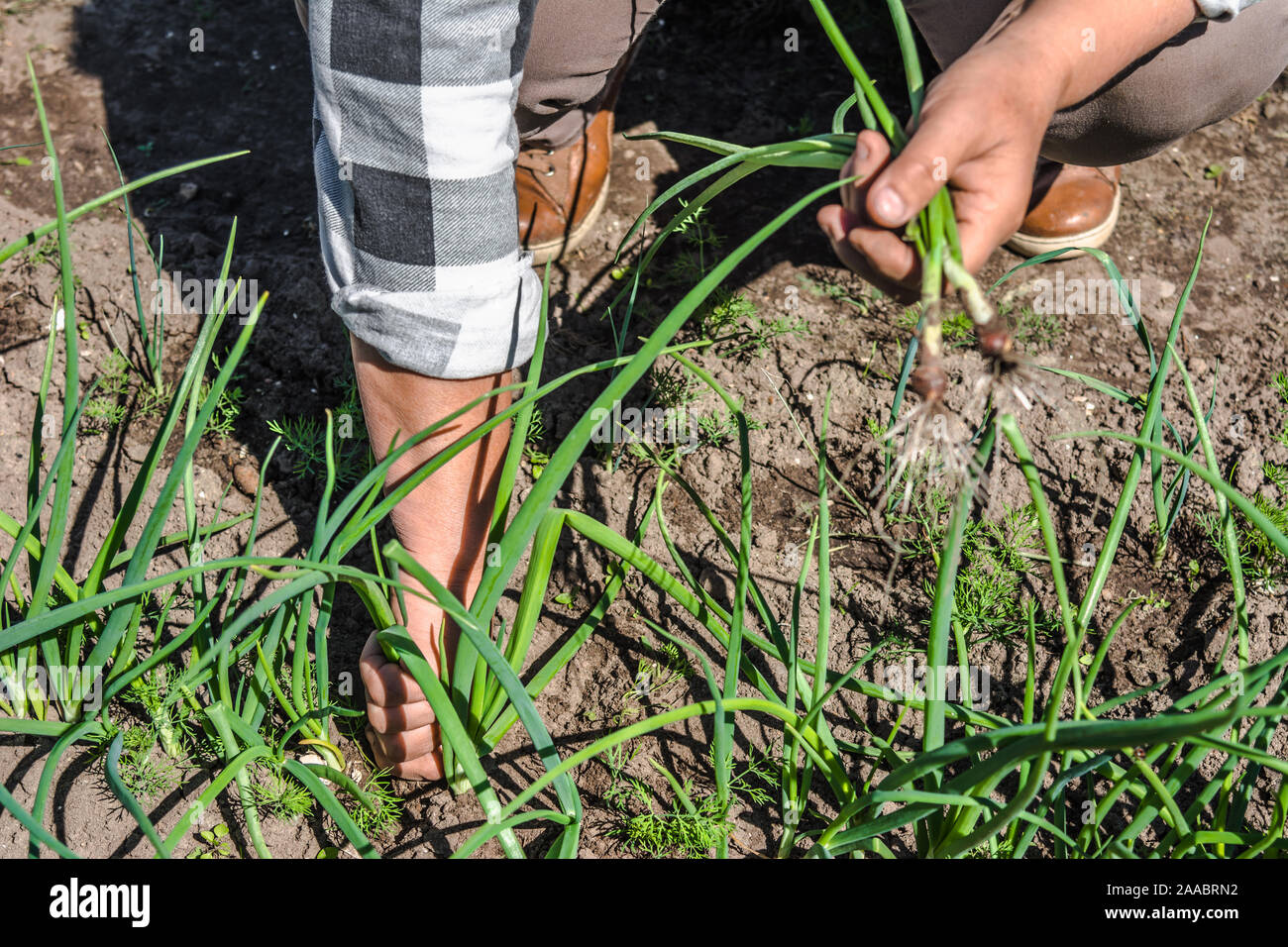 Person harvest onion garden hi-res stock photography and images - Alamy