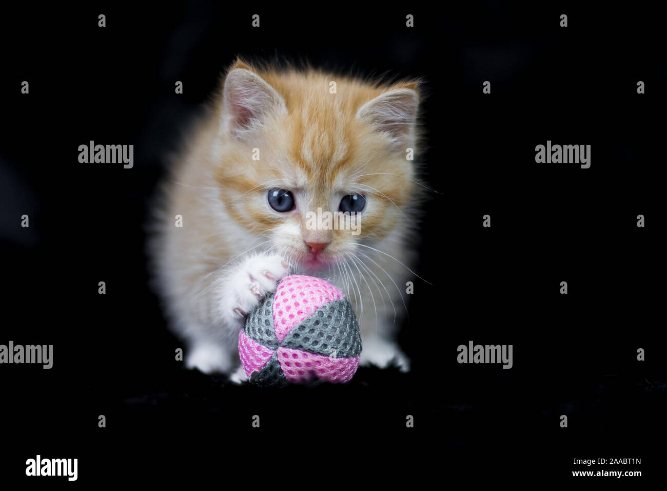 Red tabby kitten playing with a ball, 5 weeks old, studio photo with black background Stock Photo