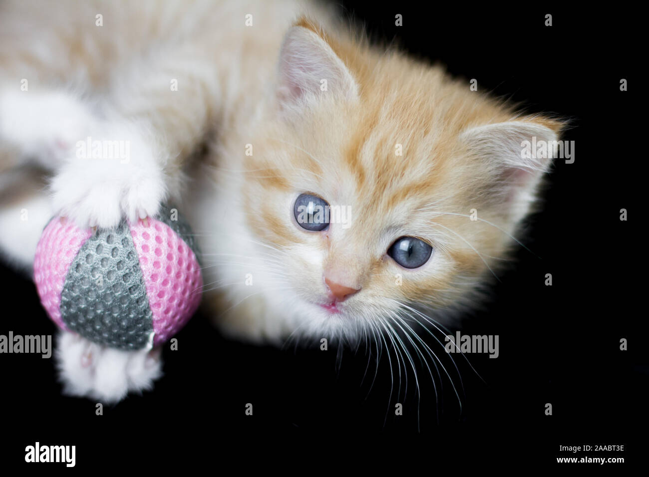 Red tabby kitten playing with a ball, 5 weeks old, studio photo with black background Stock Photo