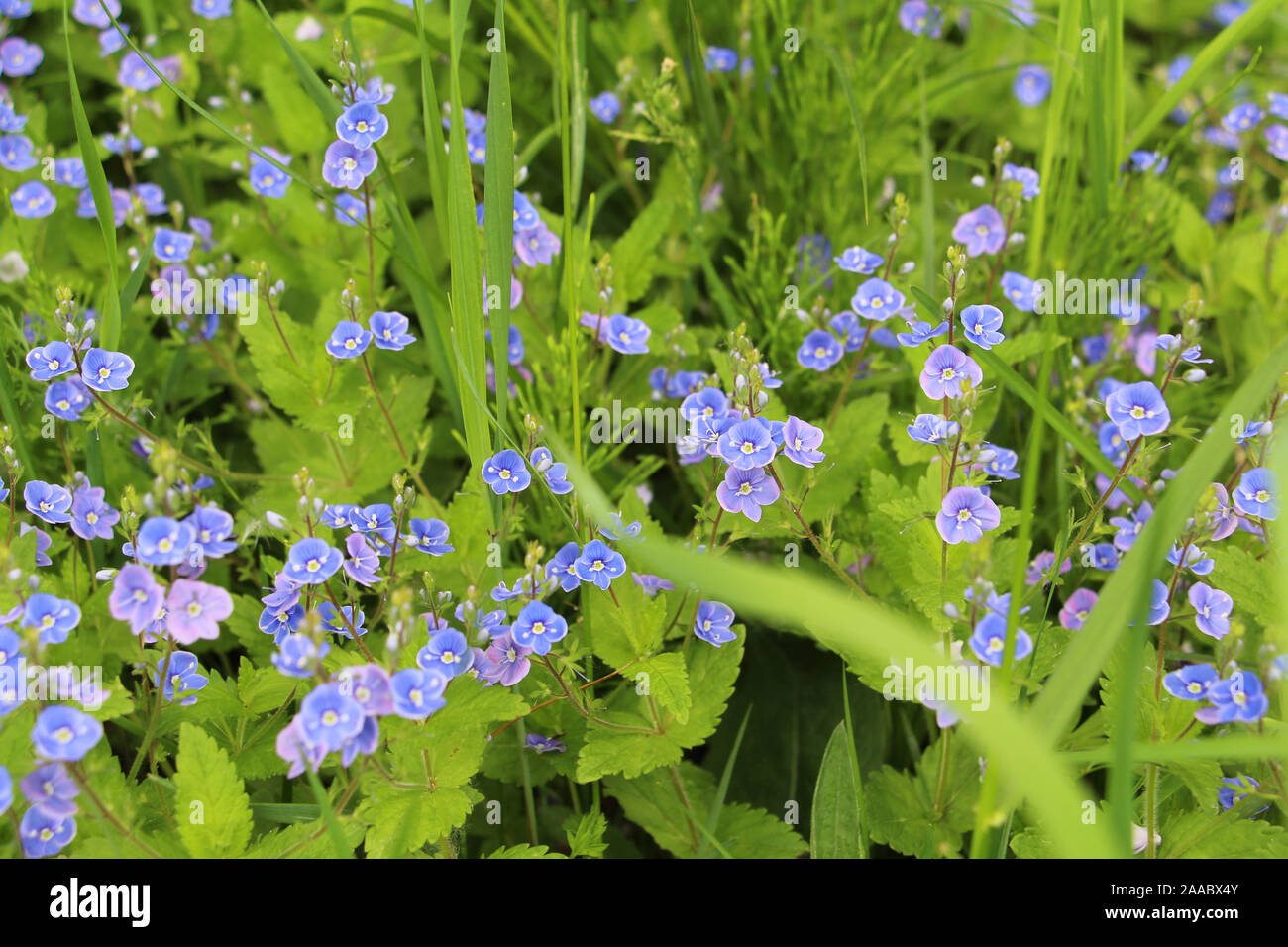 Beautiful veronica chamadris - blue flowers in spring. Floral background. Veronica Alpine. Veronica fruticans. Wild flower veronica oak. Stock Photo