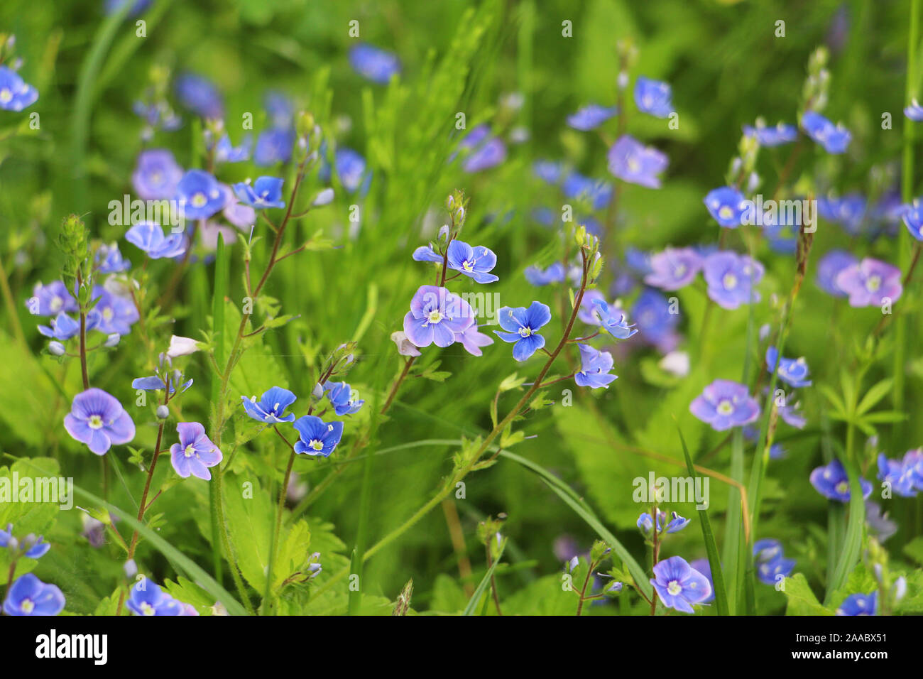 Beautiful veronica chamadris - blue flowers in spring. Floral background. Veronica Alpine. Veronica fruticans. Wild flower veronica oak. Stock Photo
