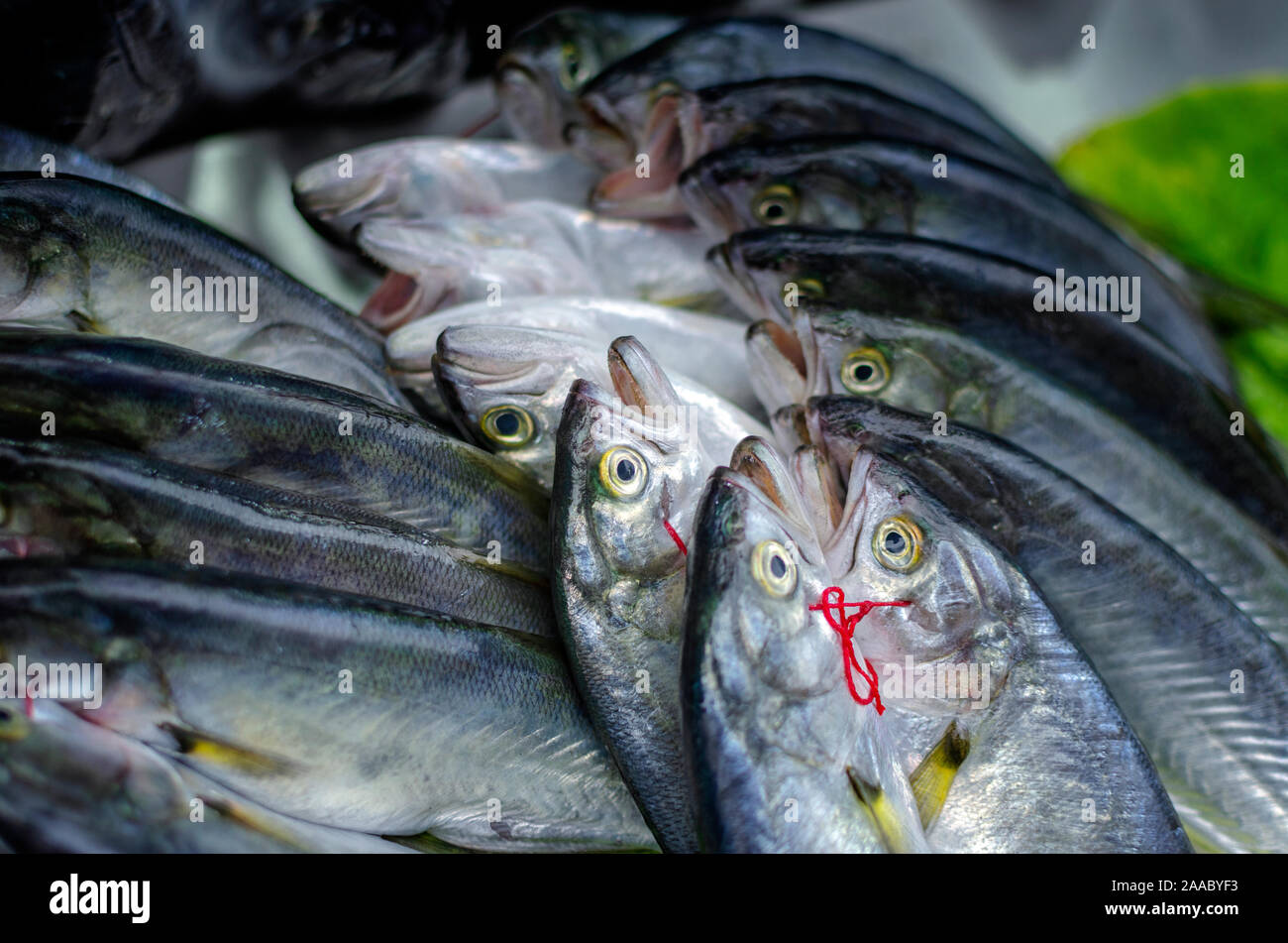 Red sea garfish hi-res stock photography and images - Alamy