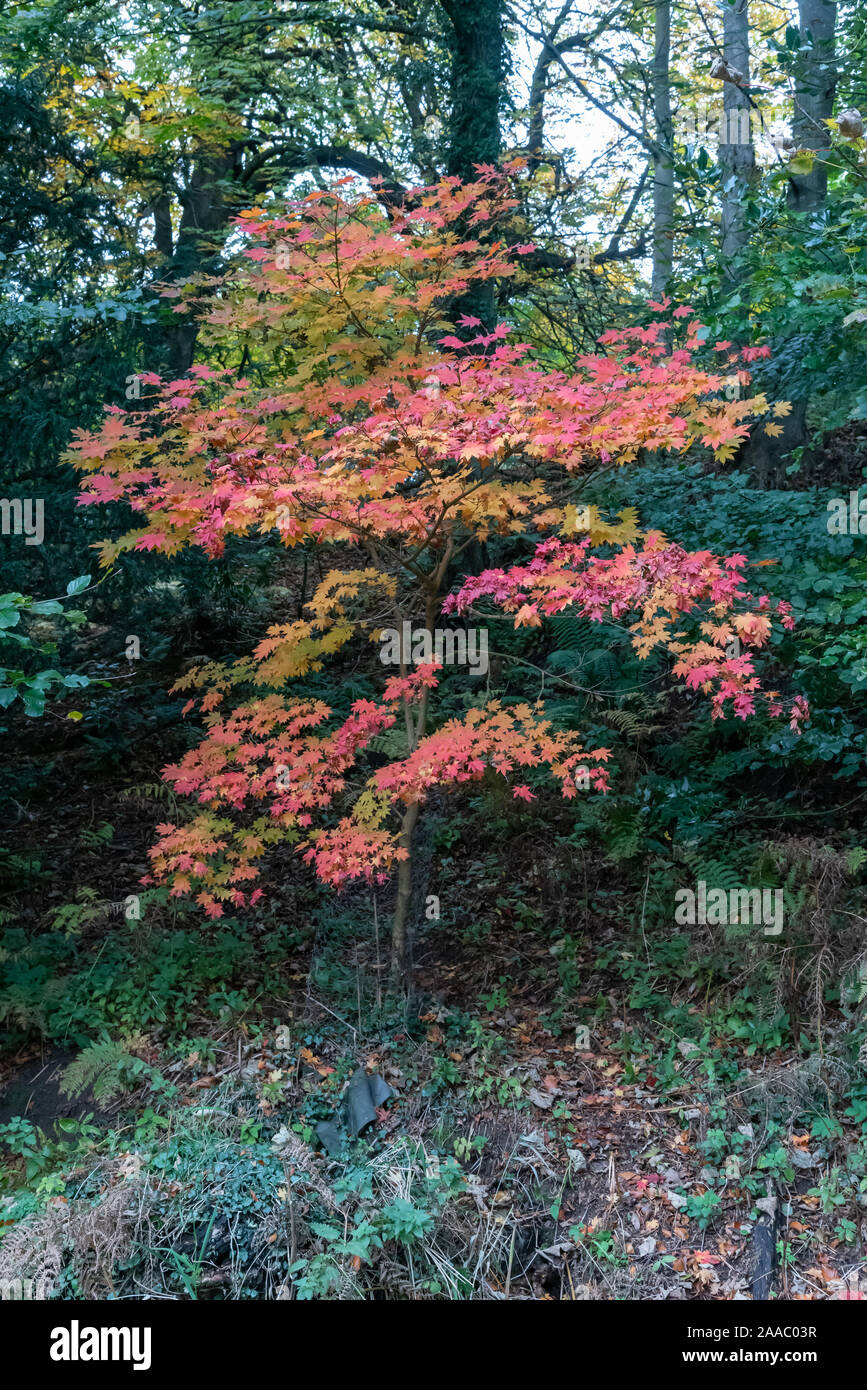 Acer palmatum during autumn Stock Photo