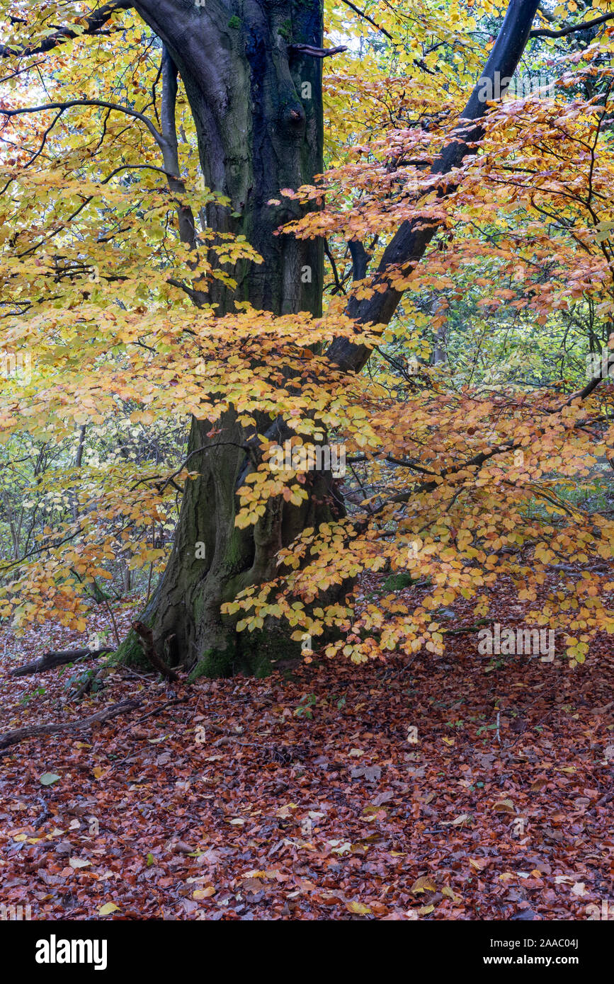 Beech tree during autumn hi-res stock photography and images - Alamy