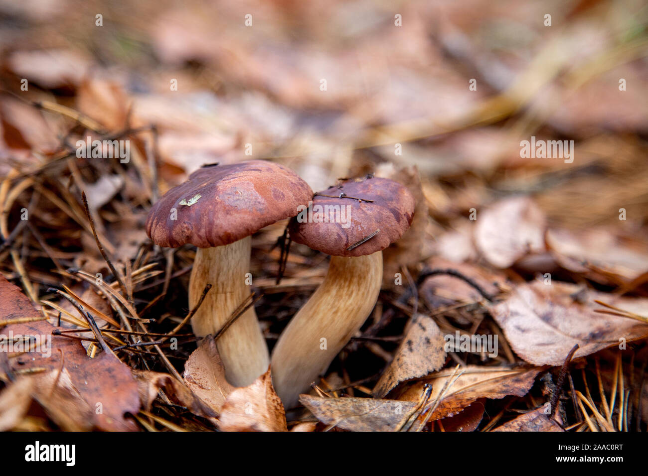 Close up view of double mushroom boletus badius, imleria badia or bay bolete growing in an autumn pine tree forest. Edible and pored fungus has velvet Stock Photo