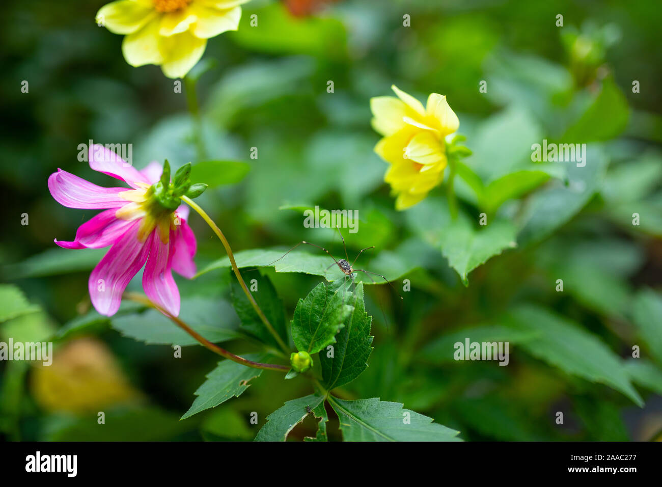 Spider haymaker on the leaves of a flower, an insect with very long ...