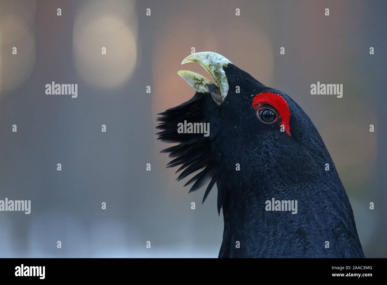 Capercaillie (Tetrao urogallus) in pine forest, Europe Stock Photo