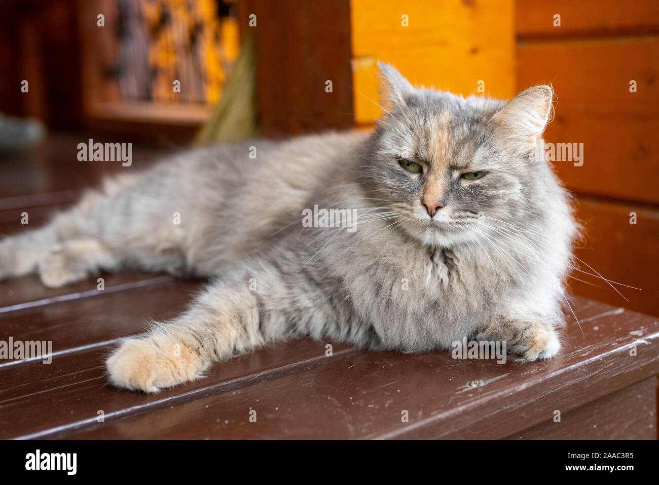 Pet in rustic environment hi-res stock photography and images - Alamy