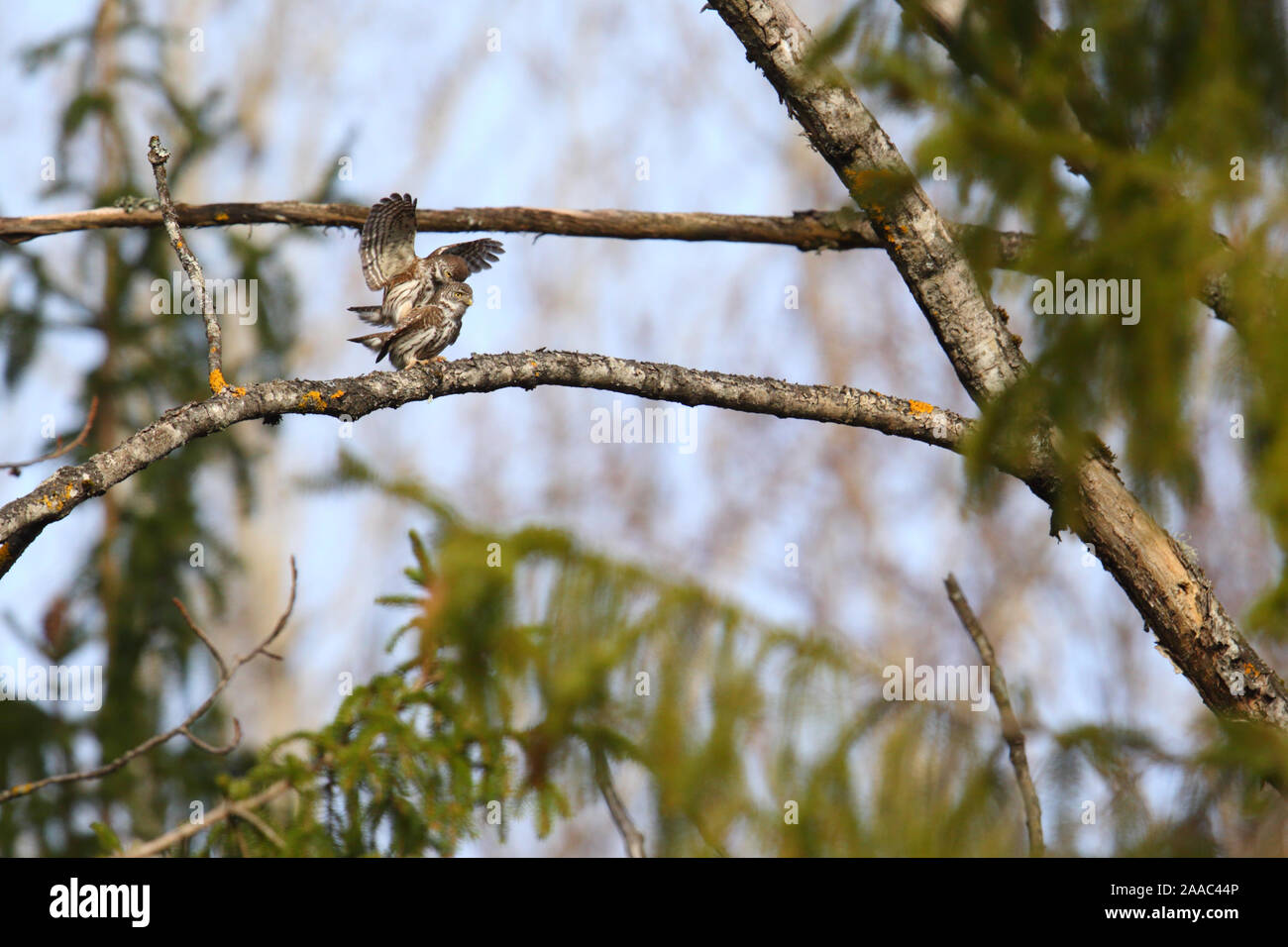 Pygmy Owl (Glaucidium passerinum) pair mating, Estonia. March. Stock Photo
