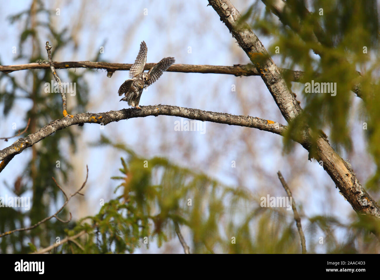 Pygmy Owl (Glaucidium passerinum) pair mating, Estonia. March. Stock Photo