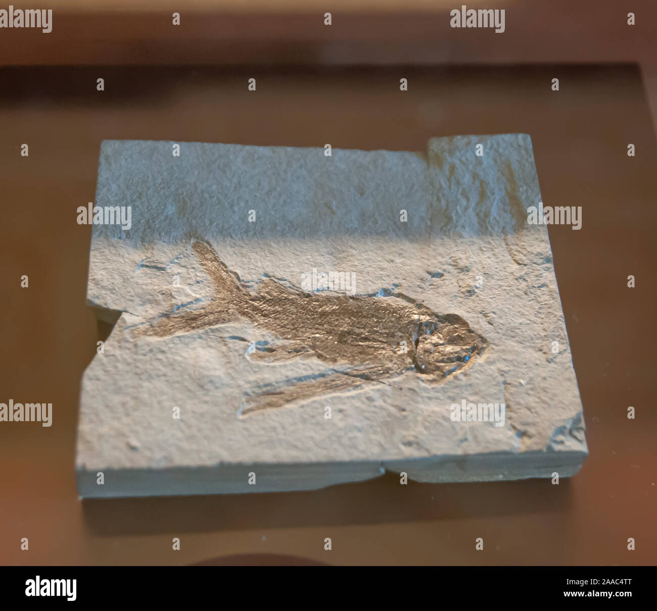 thoracopterus niederristi. Thoracopteridae is an extinct family of prehistoric bony fish; classified with the order Peltopleuriformes. This lineage of Stock Photo