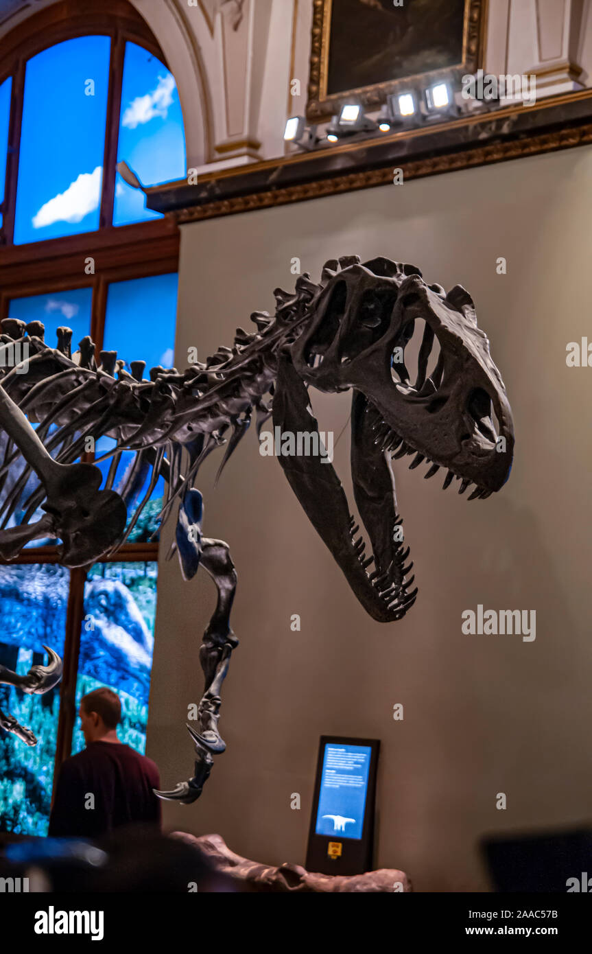 Skeleton of a Allosaurus fragilis.  Allosaurs were large carnivorous reptiles that lived during the late Jurassic period (155 to 145 million years ago Stock Photo