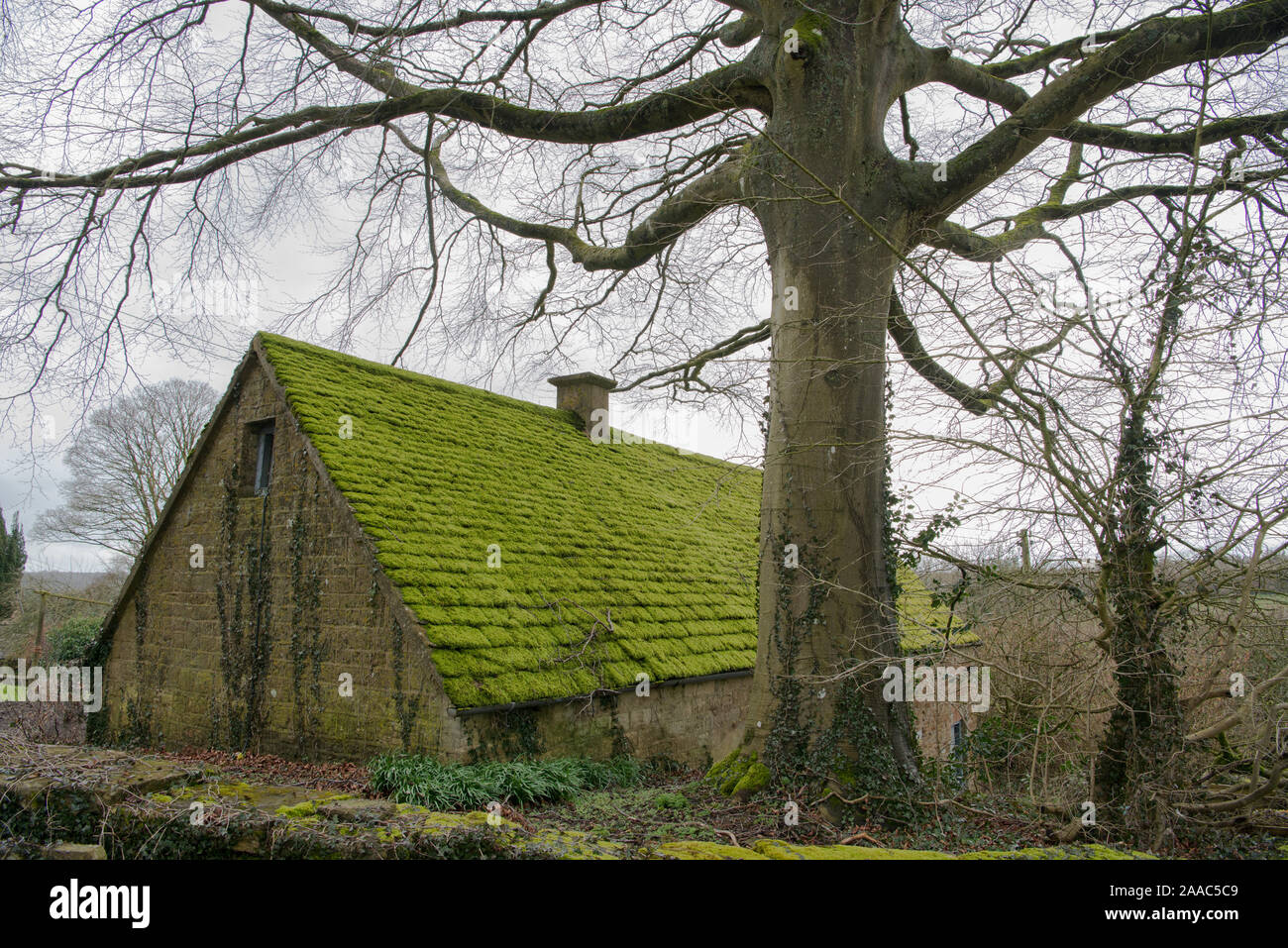 moss covered roof and stark tree Stock Photo