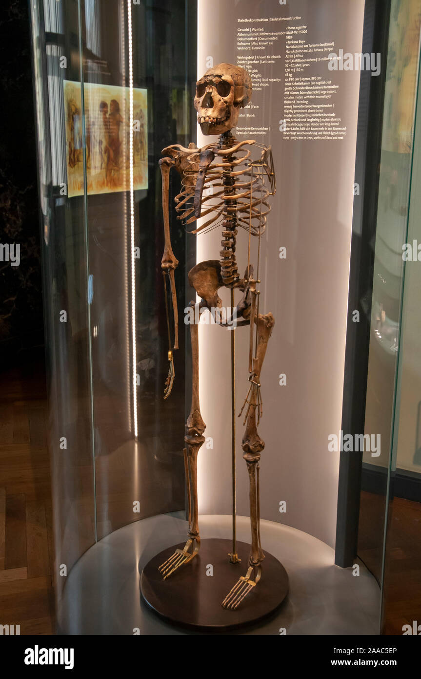 Humanoid Skeletal reconstruction of Homo ergaster, also Homo erectus ergaster or African Homo erectus is an extinct chronospecies of the genus Homo th Stock Photo