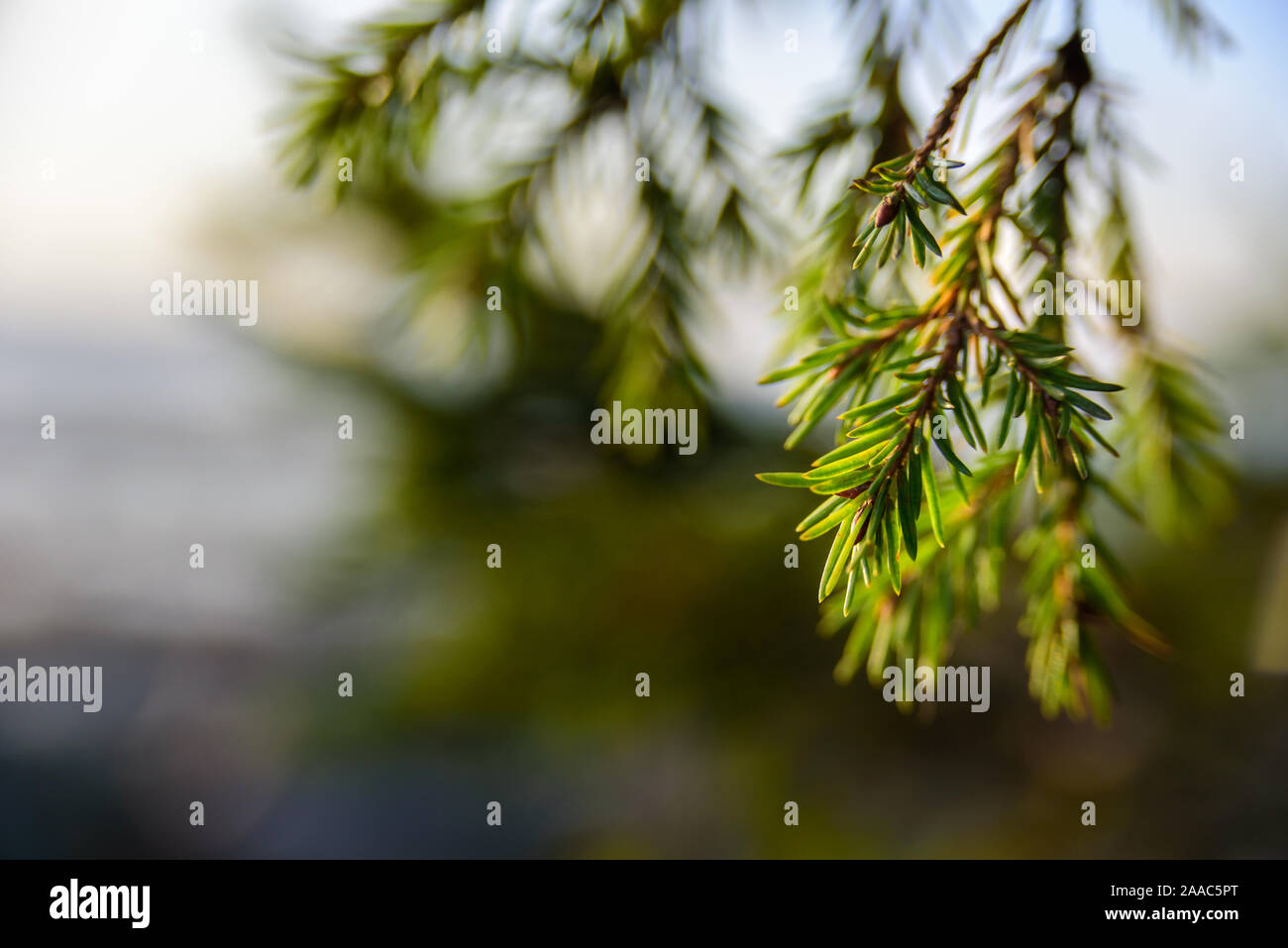 Christmas tree branch growing on sun light Stock Photo - Alamy