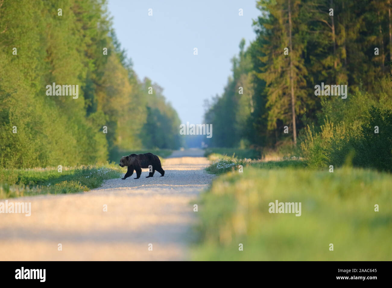 Brown Bear (Ursus arctos) walking on the road in forest. Alutaguse, Estonia Stock Photo