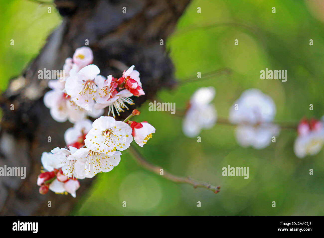 Cherry blossoms blooming in spring in Japan Stock Photo - Alamy