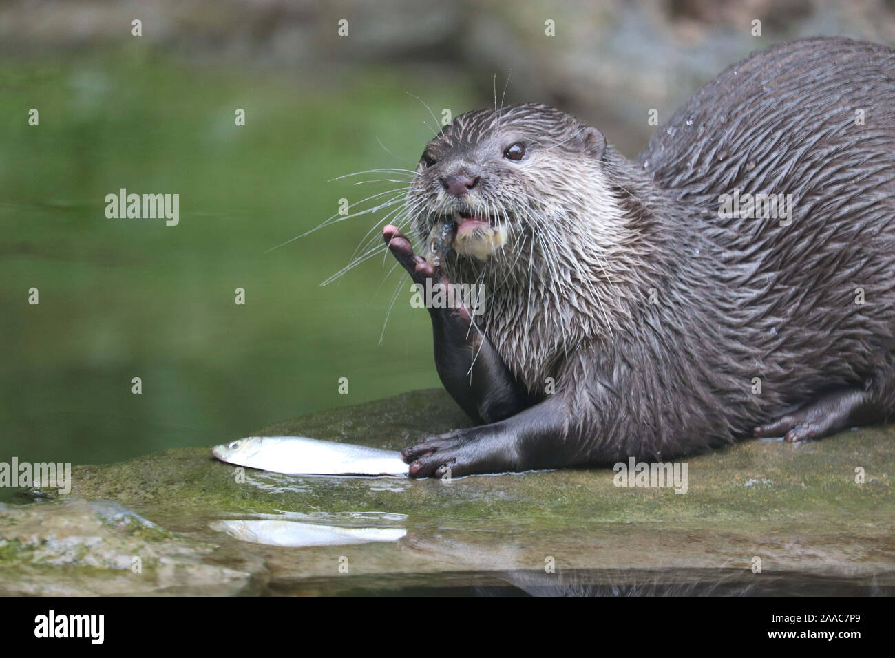 Female Asiatic Short Clawed Otter, Keyah (Amblonyx cinerea) Stock Photo
