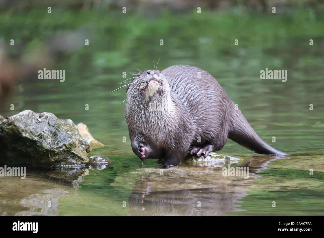 Female Asiatic Short Clawed Otter, Minnie (Amblonyx cinerea) Stock Photo