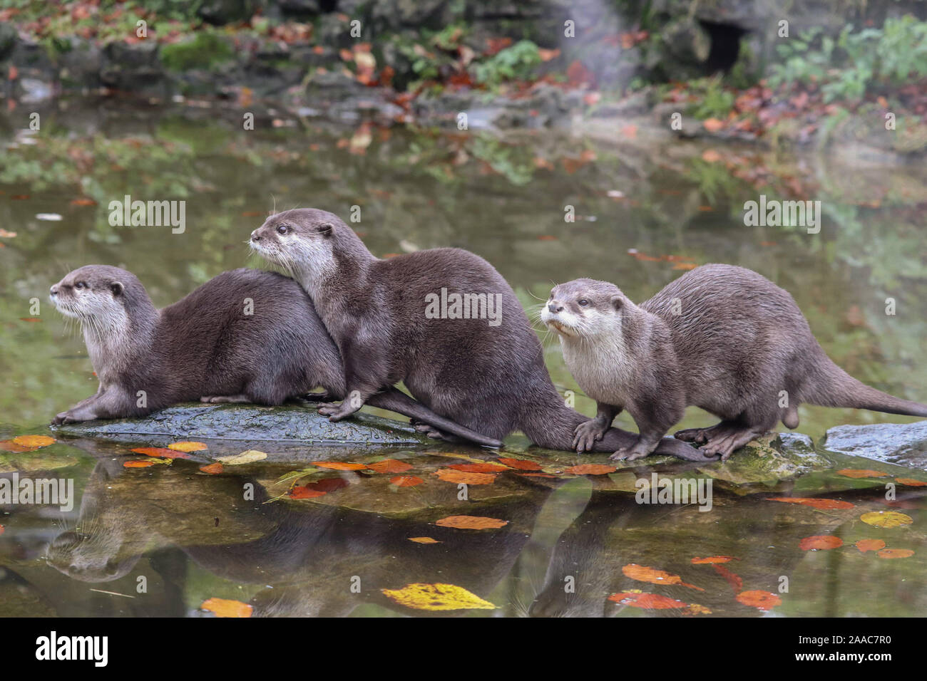 Asiatic Short Clawed Otters, Minnie, Keyah & Buddy (Amblonyx cinerea) Stock Photo