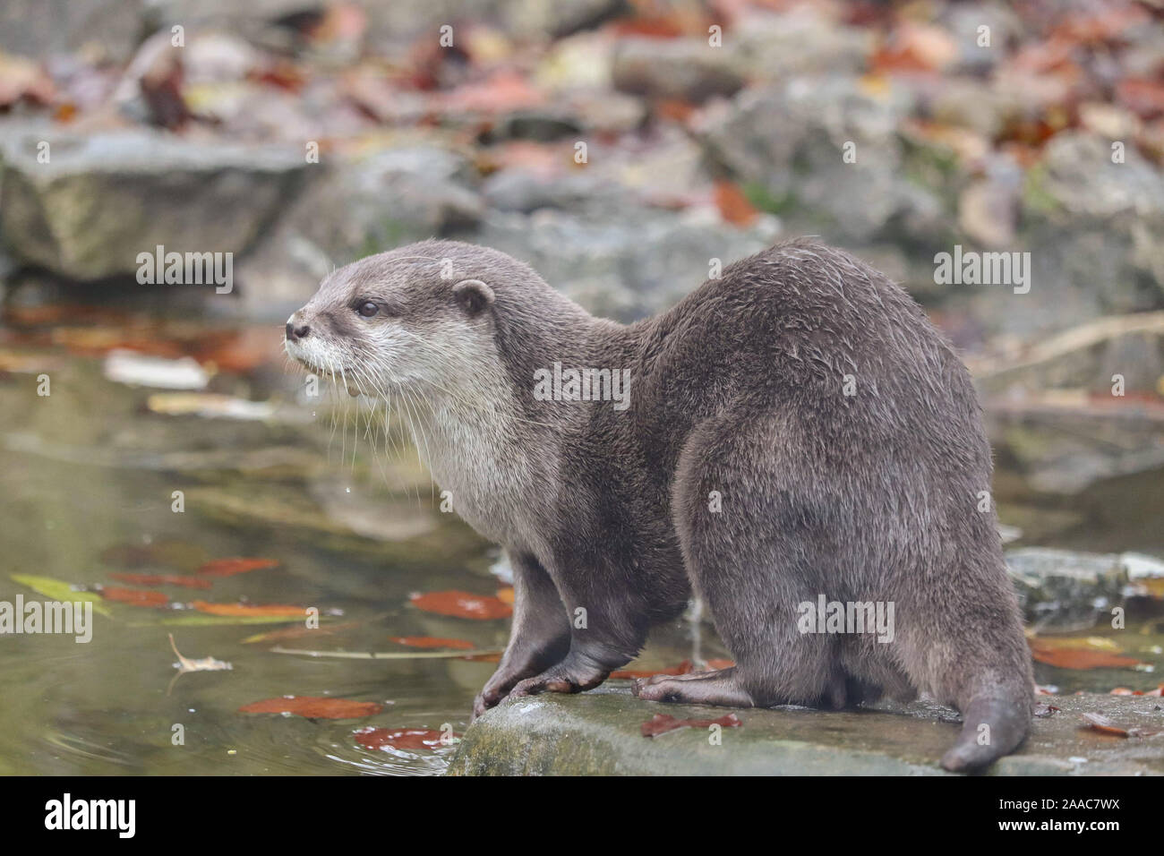 Male Asiatic Short Clawed Otter, Buddy (Amblonyx cinerea) Stock Photo