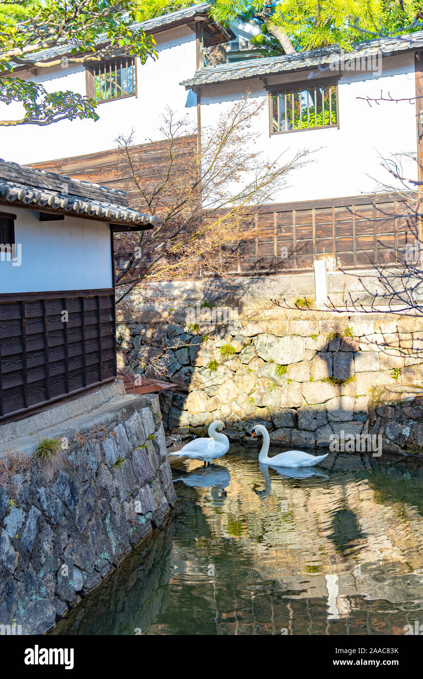 Wild swan swimming in the moat of Kurashiki Bikan Historical Quarter. Okayama, Japan Stock Photo