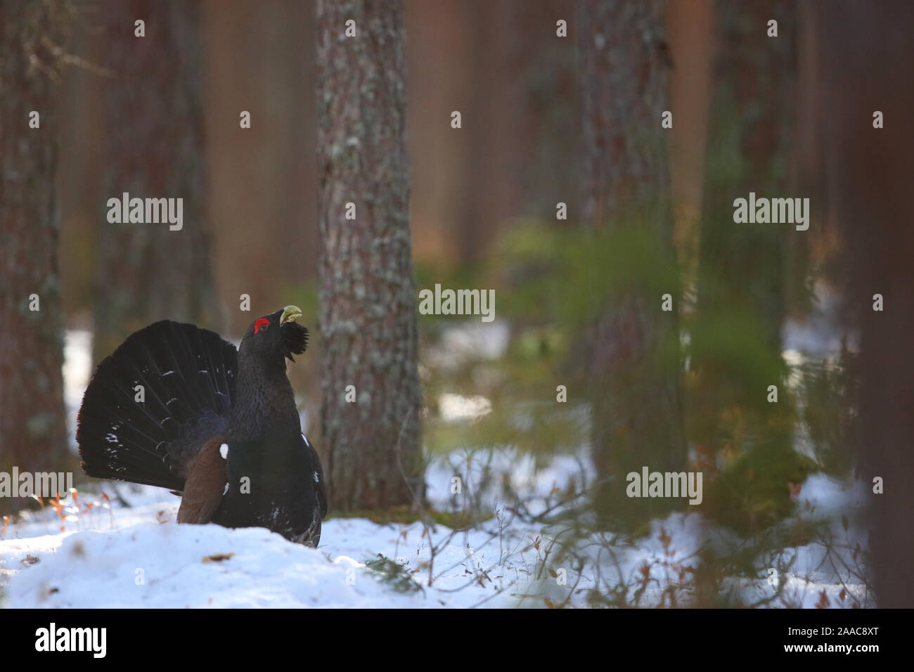 Male Western capercaillie (Tetrao urogallus) displaying in pine forest, Tartumaa, Southern Estonia Stock Photo