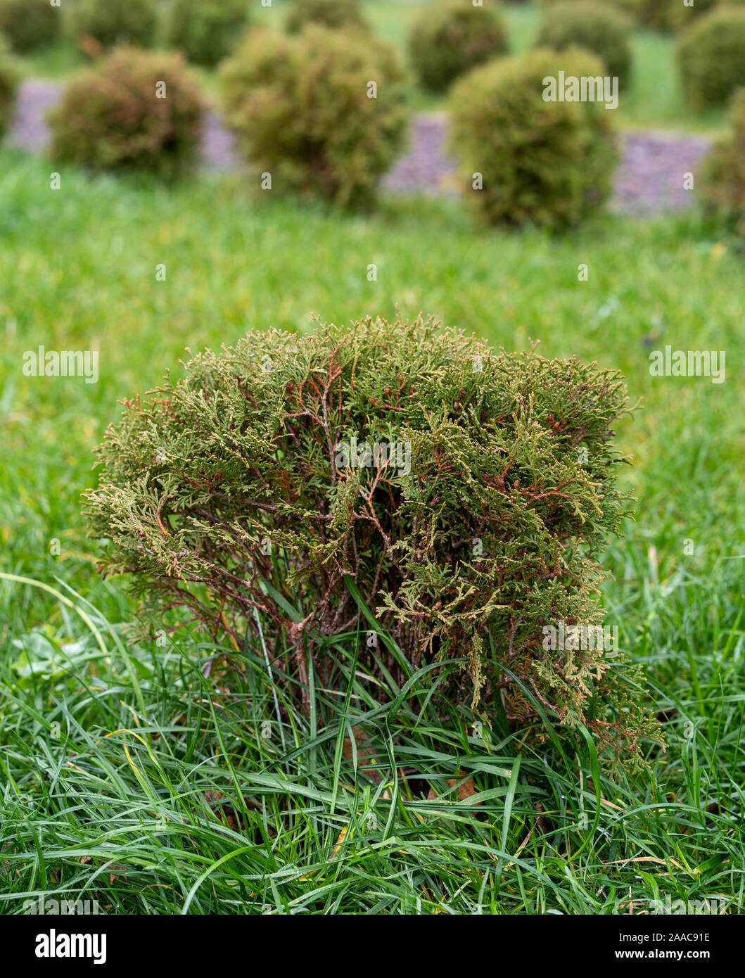 landscape design. evergreen conifers - thuja bushes on a green lawn. Stock Photo