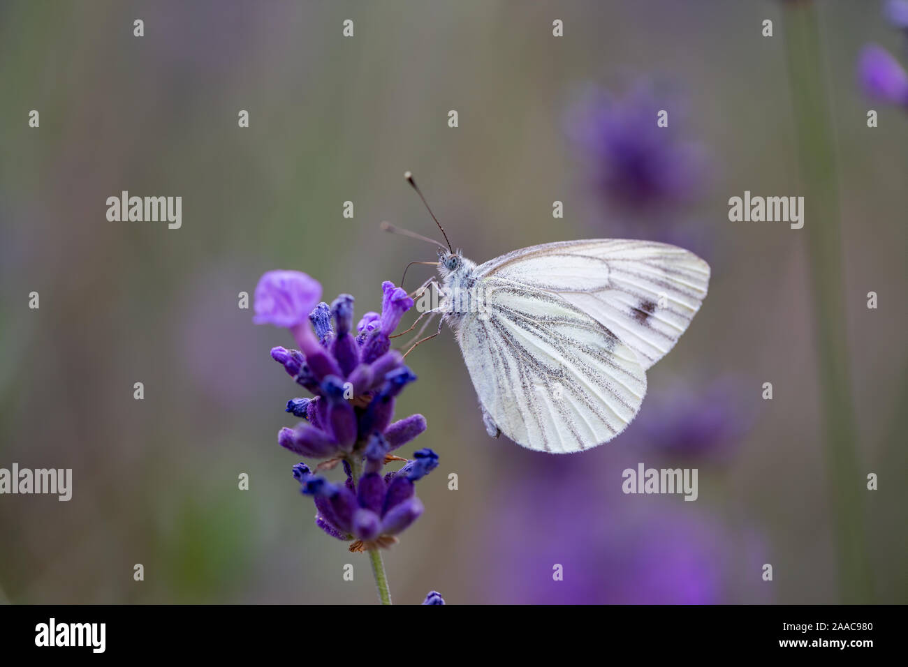 Lavender and butterfly Stock Photo
