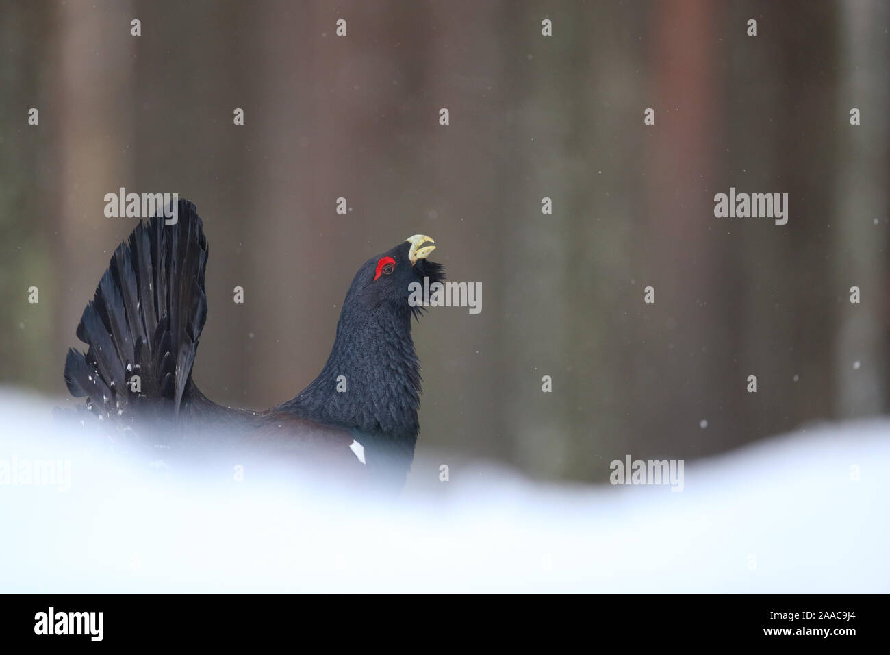 Male Western capercaillie (Tetrao urogallus) displaying in pine forest, Tartumaa, Southern Estonia Stock Photo