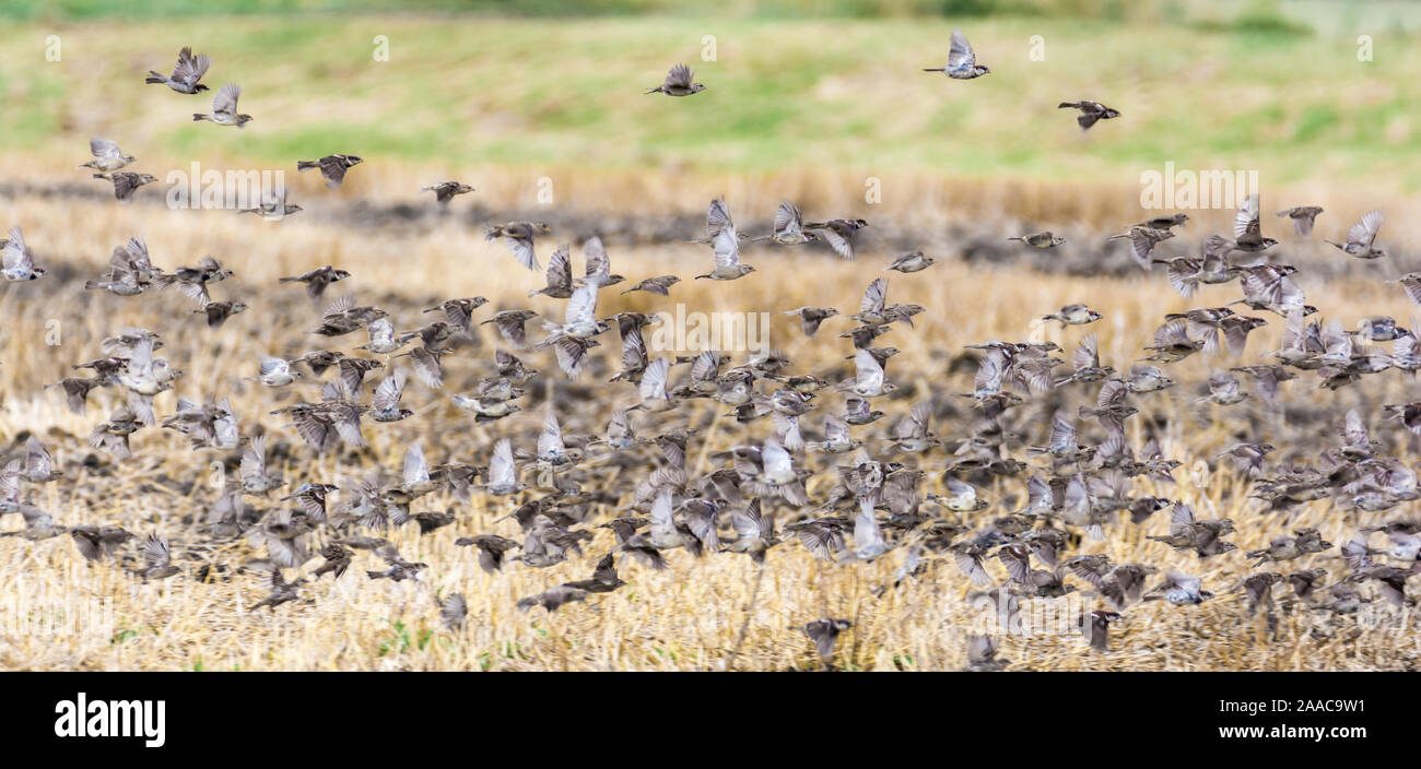 Large flock of birds flies flying over a field Stock Photo