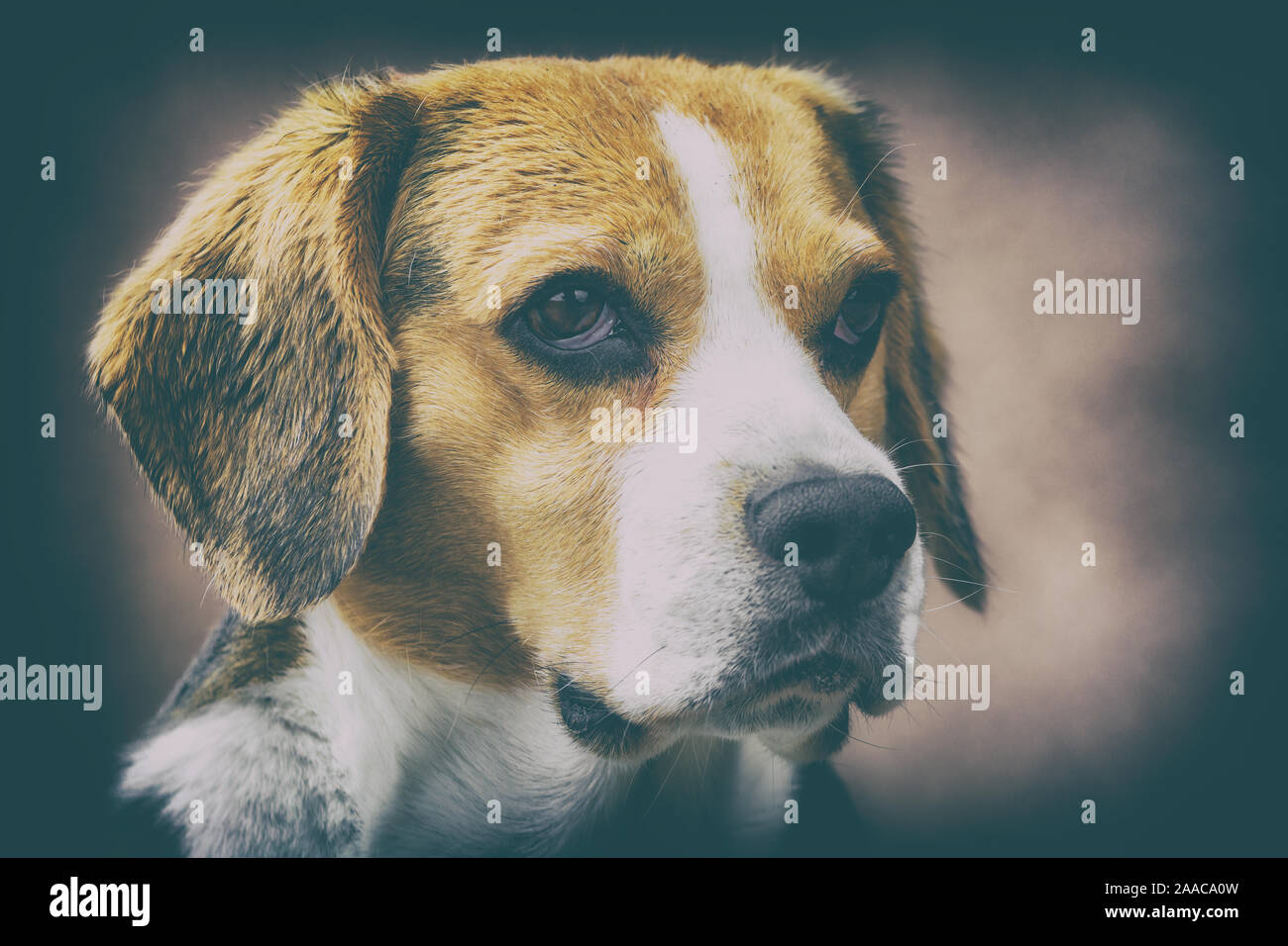 Artistic portrait of a beagle Stock Photo