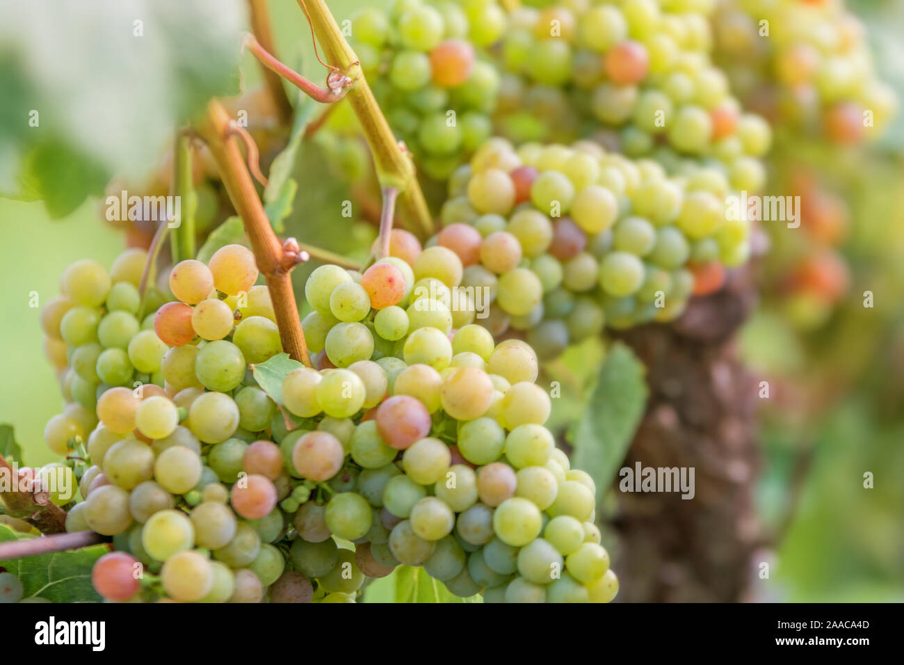 Richly stocked hires stock photography and images Alamy