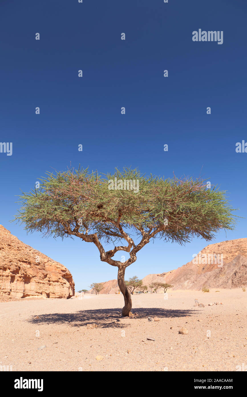 One acacia tree hires stock photography and images Alamy