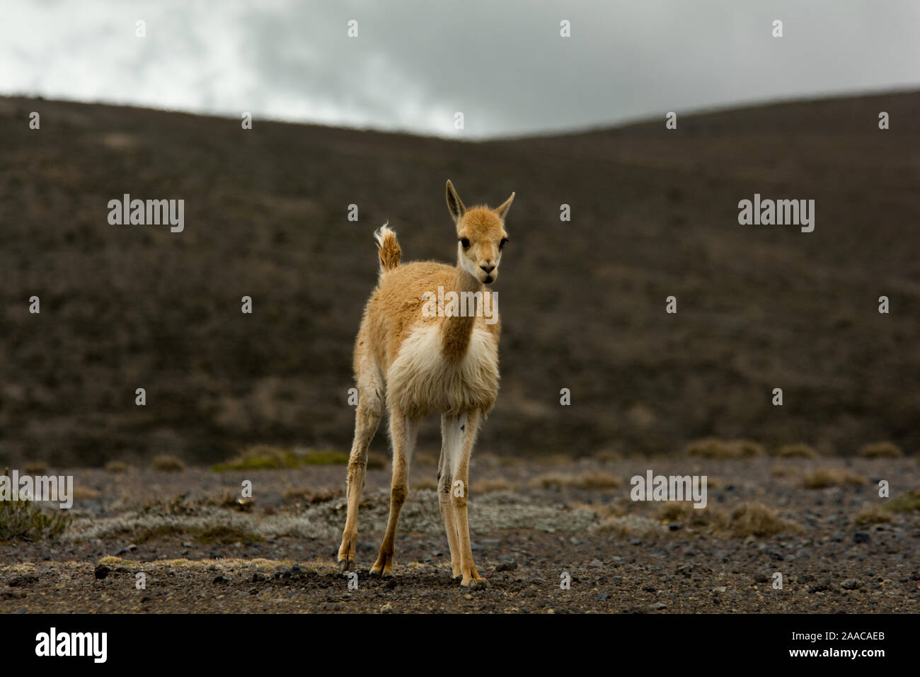 Vicuña grazing the sparse vegetation in the Chimborazo Reserve at 4300 ...