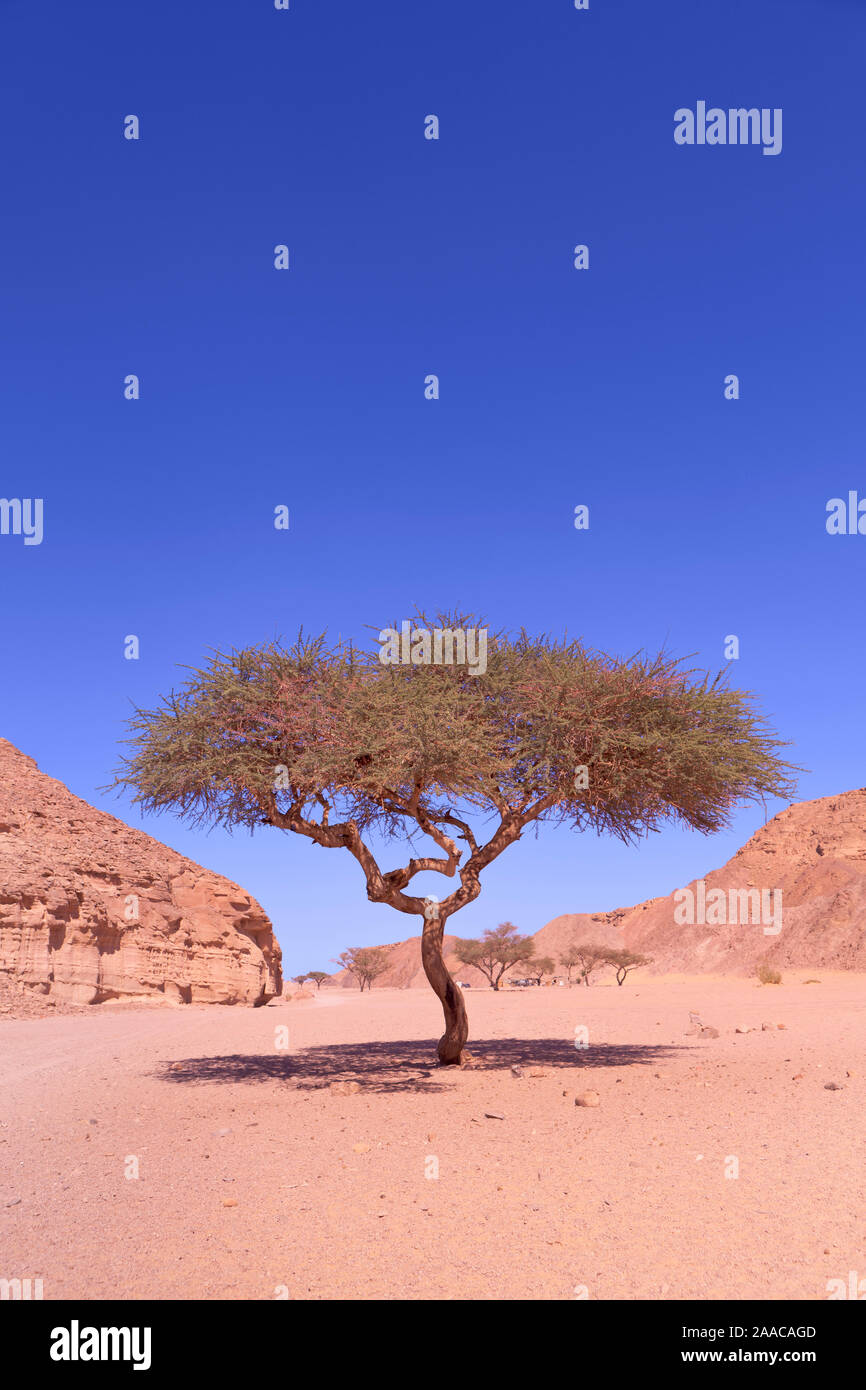 Lone acacia tree in the Sinai desert near Dahab, Egypt Stock Photo