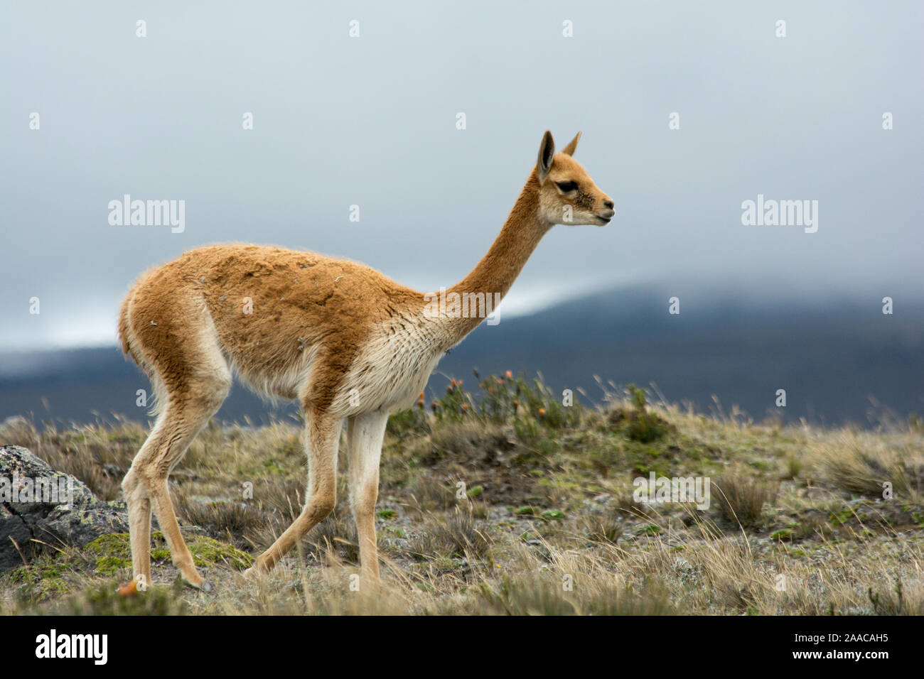 Vicuña grazing the sparse vegetation in the Chimborazo Reserve at 4300 ...
