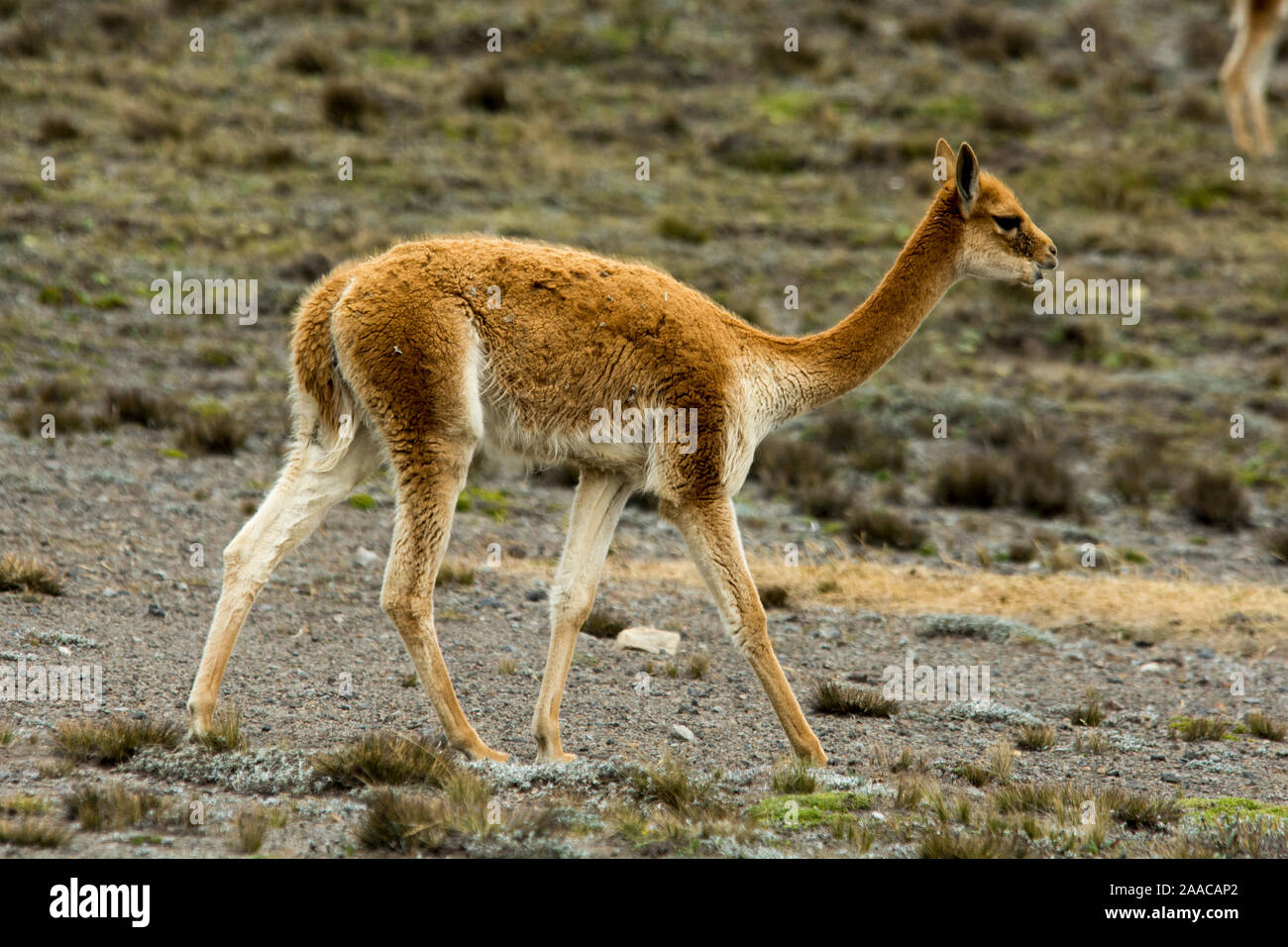 Vicuña grazing the sparse vegetation in the Chimborazo Reserve at 4300 ...