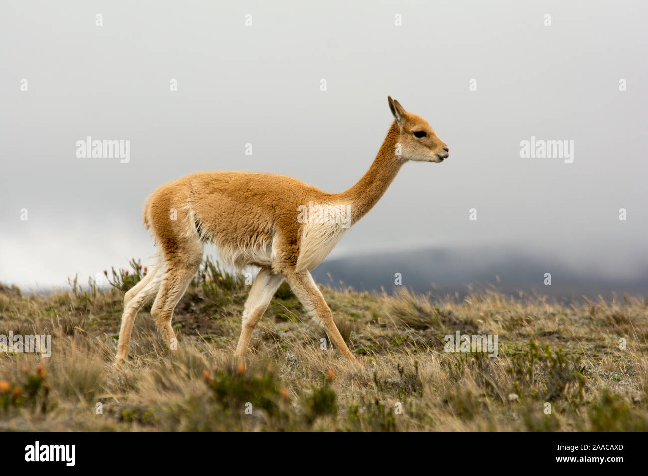 Vicuña grazing the sparse vegetation in the Chimborazo Reserve at 4300 ...